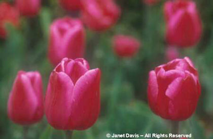 Tulipa%20