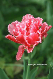 Tulipa-