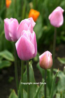 Tulipa-