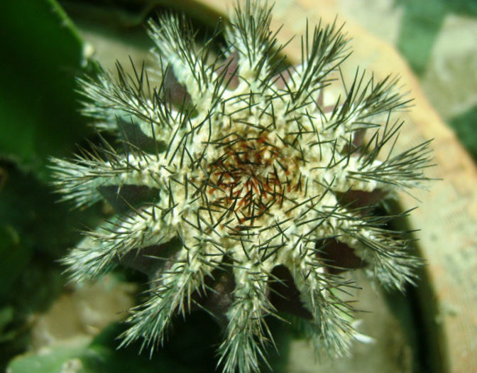uebelmannia-pectinifera
