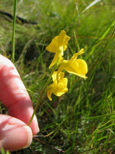 Utricularia_cornuta_2011_August_10-17_010_web
