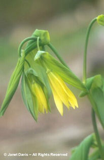 Uvularia%20grandiflora