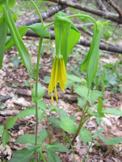 Uvularia_grandiflora_flower,_May_2-8,_2011_039_web_resized