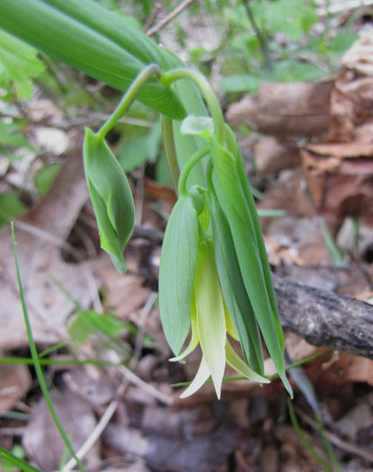 Uvularia_perfoliata_flower_May_2-8,_2011_043_web_resized