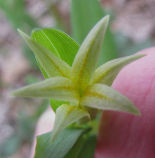 Uvularia_perfoliata_orange_dots_May_2-8,_2011_044_web_resized