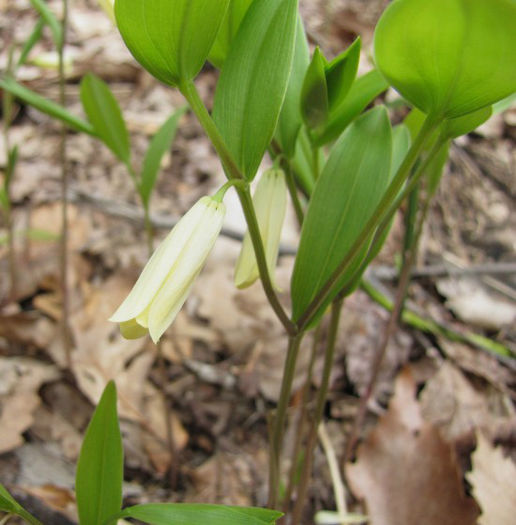Uvularia_puberula_flower_May_2-8,_2011_011_web_resized