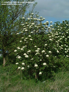 v_lantana_habit