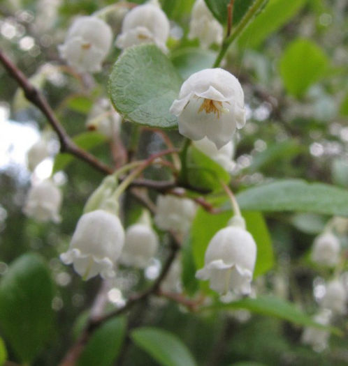 vaccinium_arboreum_flowers_close_Wilmington_2012_April_22_005_web_resized