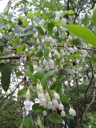 vaccinium_arboreum_Wilmington_2012_April_22_003_web_resized