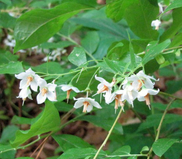 vaccinium_stamineum_flowers_close_up_web_resized