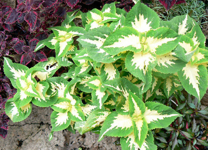 variegated-coleus-leaves
