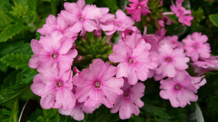 Velox-Pink-3