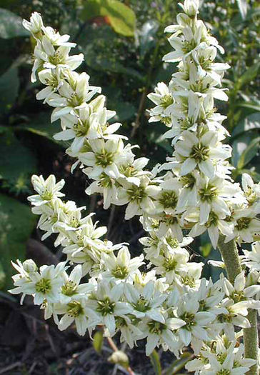 Veratrum%20californicum