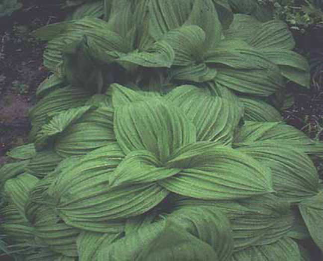 Veratrum%20nigrum