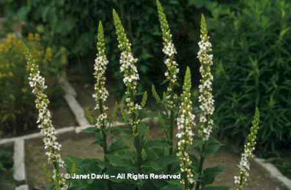Verbascum%20chaixii%20f_%20album