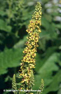Verbascum%20chaixii