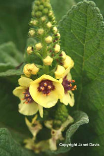 Verbascum%20