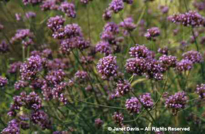 Verbena%20bonariensis