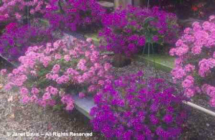Verbena%20x%20hybrida
