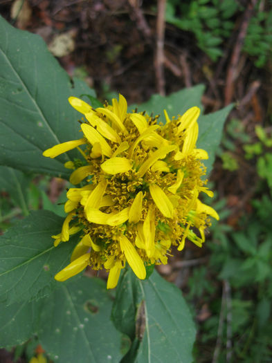 Verbesina_occidentalis_blooms