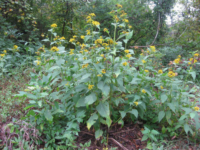 Verbesina_occidentalis_plants