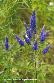 Veronica%20