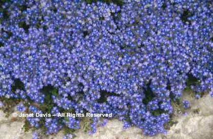 Veronica%20liwanensis