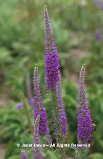 Veronica%20longifolia%20