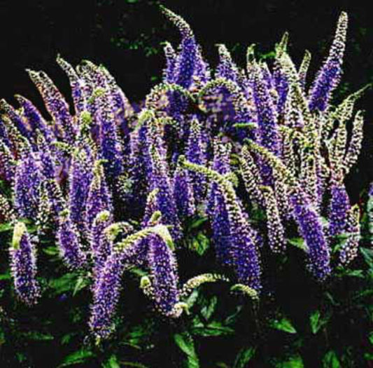 Veronica%20spicata
