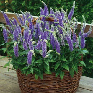 veronica_blue_bouquet_2