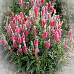 veronica_pink_goblin_2