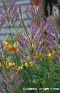 Veronicastrum%20virginicum%20