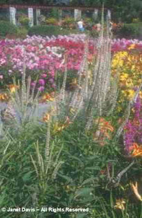 Veronicastrum%20virginicum%20