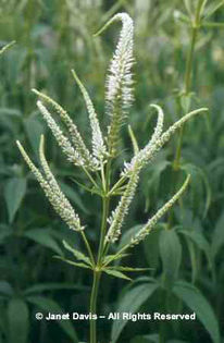 Veronicastrum%20virginicum