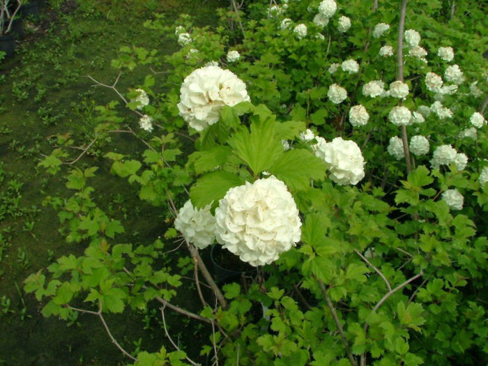 viburnum opulus roseum