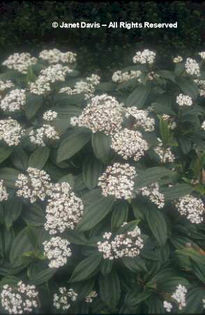 Viburnum%20davidii
