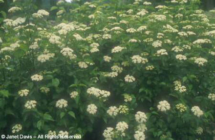 Viburnum%20dentatum%20'Blue%20Muffin'