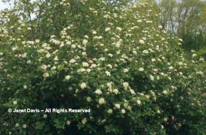 Viburnum%20
