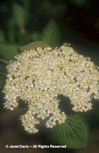 Viburnum%20lantana
