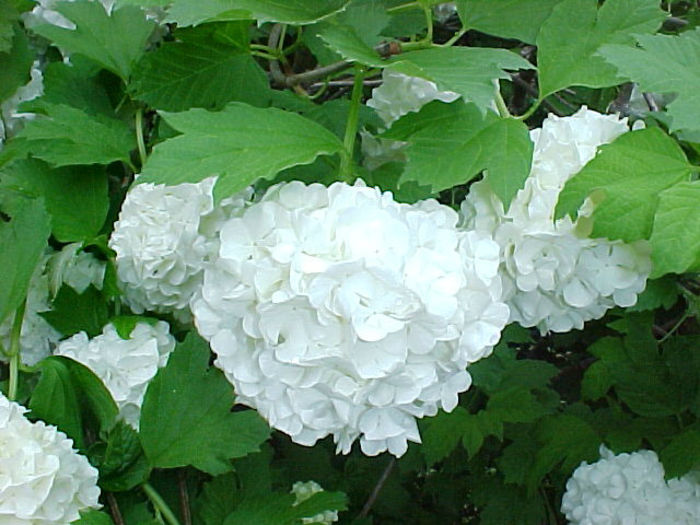 Viburnum%20opulus%20roseum%20flowers