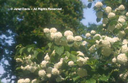 Viburnum%20opulus%20