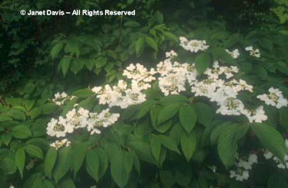 Viburnum%20plicatum%20var_%20tomentosum%20