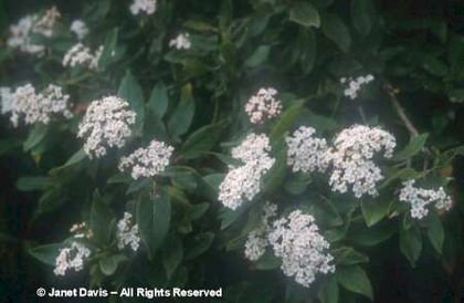 Viburnum%20tinus