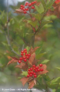 Viburnum%20trilobum
