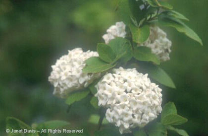 Viburnum%20x%20carlcephalum