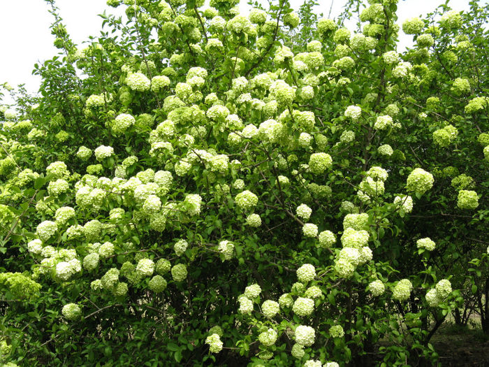 Viburnum_macrocephalum_f_keteleeri