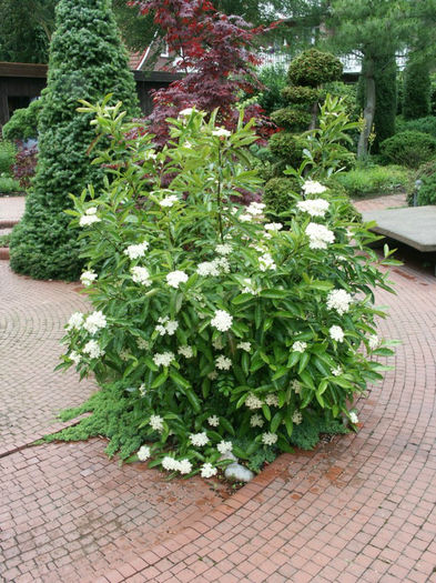 viburnum_nudum_pink_beauty_pflanze