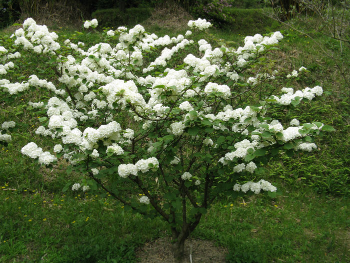 Viburnum_plicatum_var_plicatum1