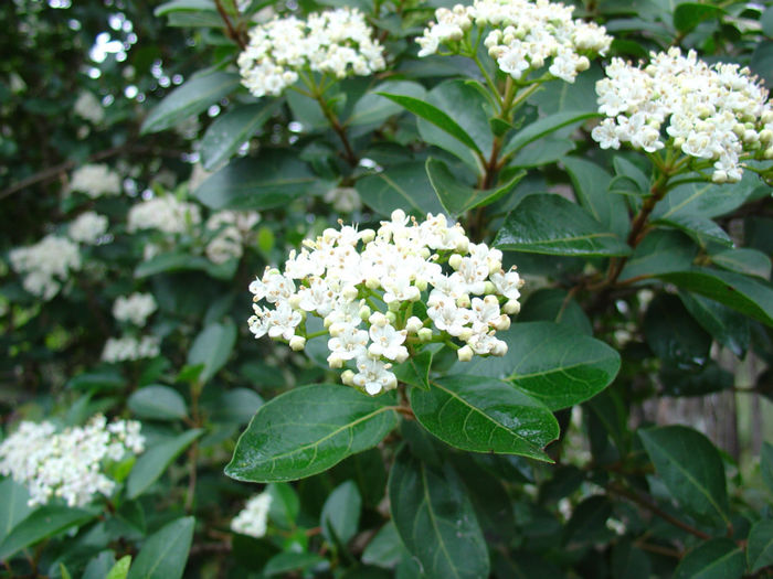 Viburnum_tinus