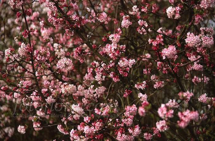 viburnum_x_bodnantense_dawn_057870c43